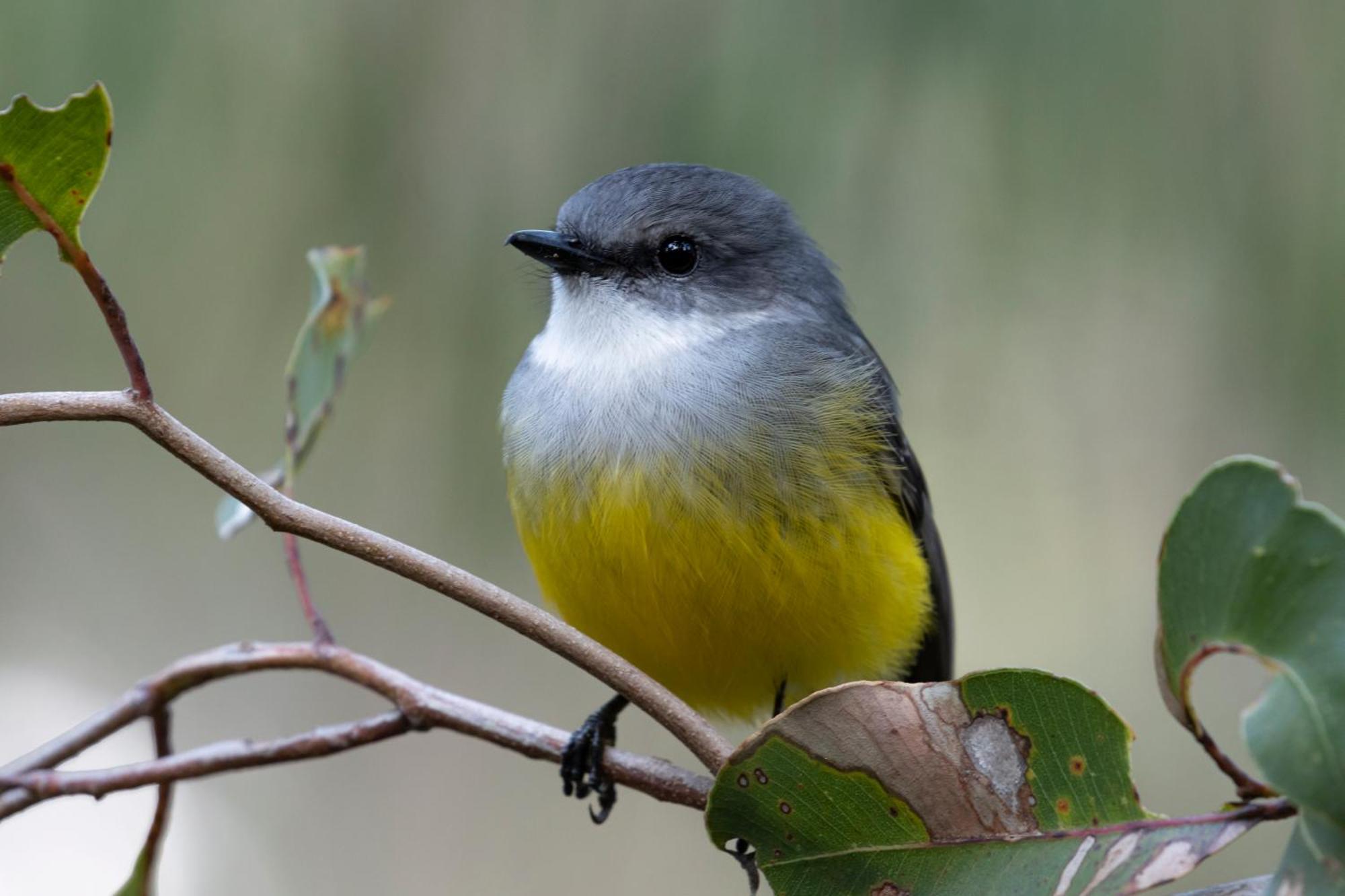 מטריטופ Yelverton Brook Conservation Sanctuary מראה חיצוני תמונה