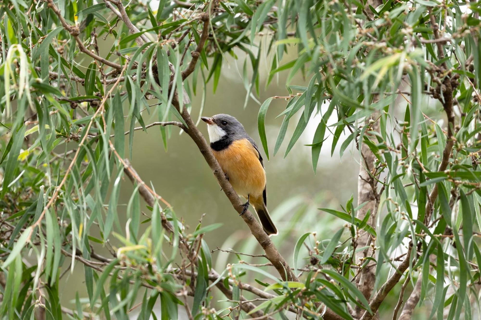 מטריטופ Yelverton Brook Conservation Sanctuary מראה חיצוני תמונה