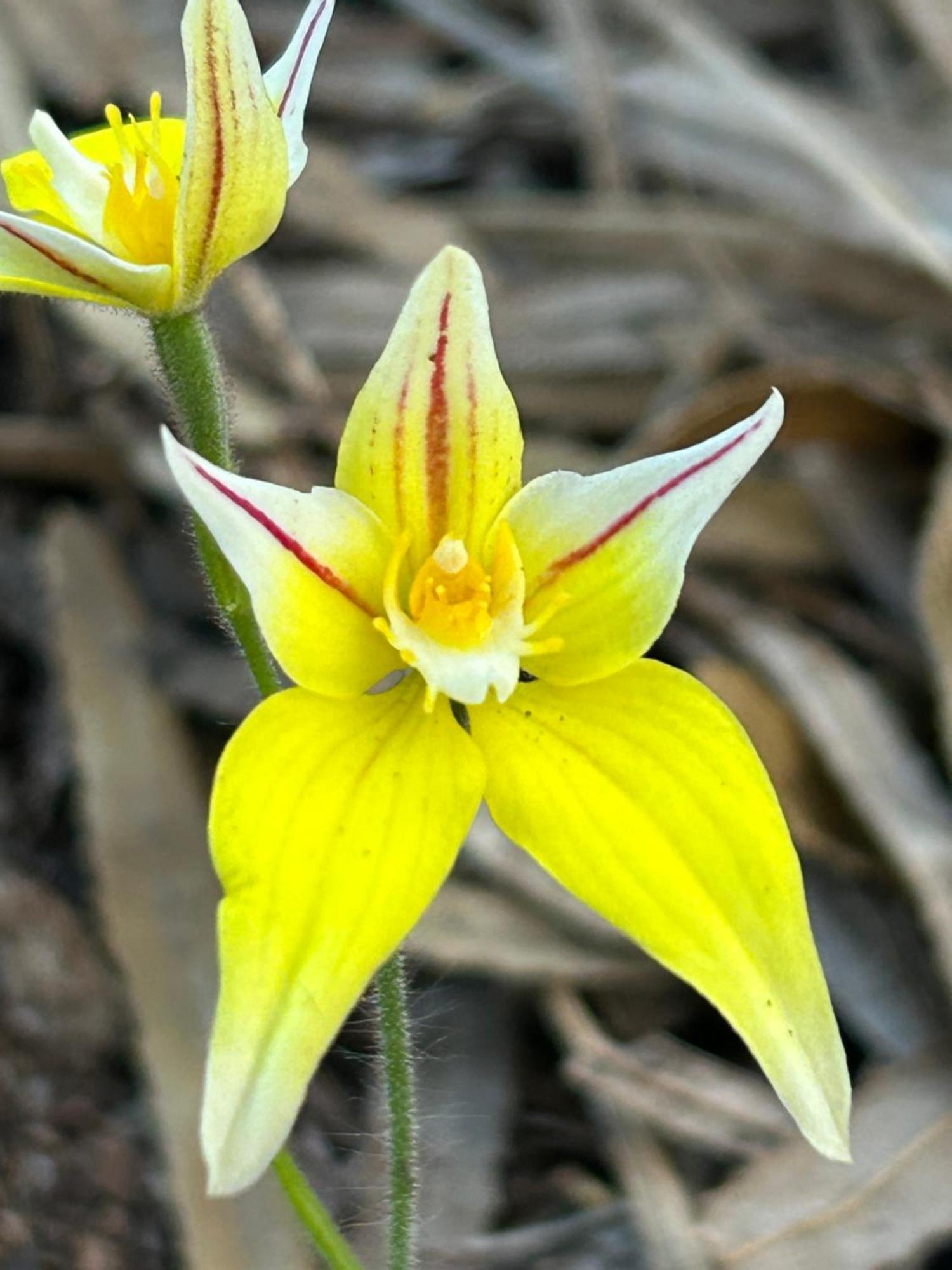מטריטופ Yelverton Brook Conservation Sanctuary מראה חיצוני תמונה